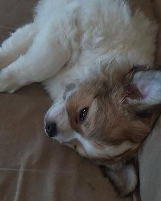 Chihuahua maschio pedigree