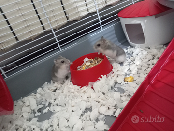 Criceti russi 3 messi