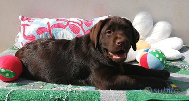 Puppylabrador