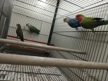 Inseparabili rosecolis