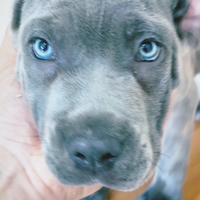 Cuccioli di Corso grigio blue e nero