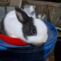 Coniglio nano cuccioli