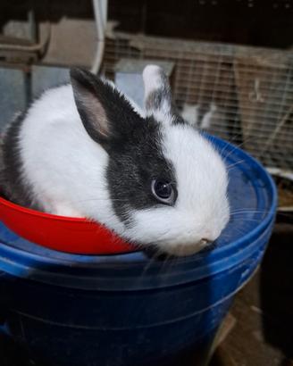 Coniglio nano cuccioli