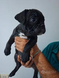 bulldog francese   