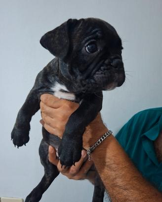bulldog francese   