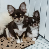 Chihuahua pelo lungo