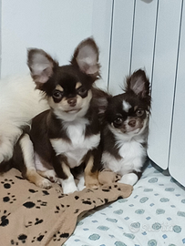 Chihuahua pelo lungo