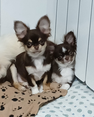 Chihuahua pelo lungo