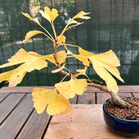 Bonsai Ginco Biloba