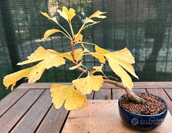 Bonsai Ginco Biloba