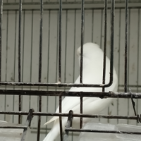 Lucherini e canarini