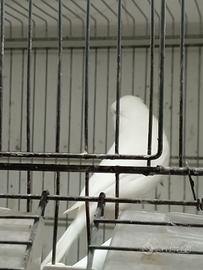 Lucherini e canarini