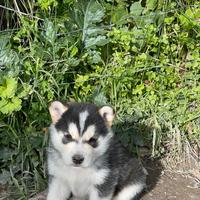 Cuccioli husky siberiano