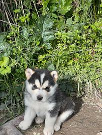 Cuccioli husky siberiano