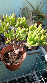  pianta di crassula hobit