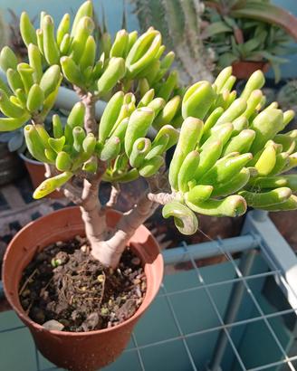  pianta di crassula hobit