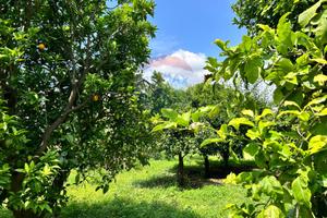 Terreno - Aci Sant'Antonio