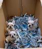 cuccioli-di-bulldog-francese-mini