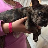 Bulldog francese