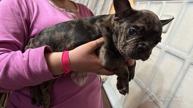 Bulldog francese