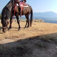 Cavallo da trekking