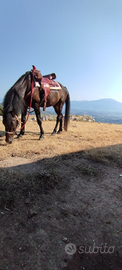 Cavallo da trekking