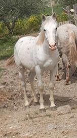 Animali cavallo