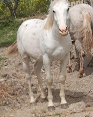 Animali cavallo