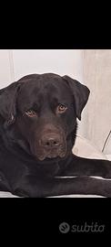 Fidanzatina per il mio Labrador