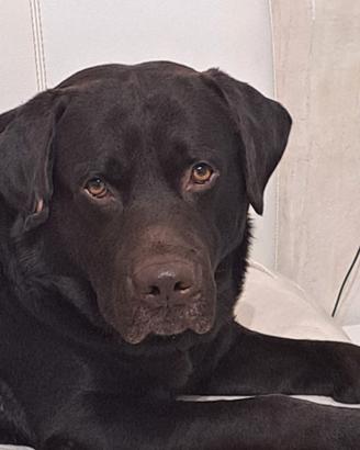 Fidanzatina per il mio Labrador