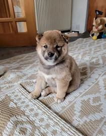 Shiba Inu vivaci