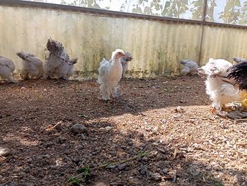 Galline brahma e moroseta