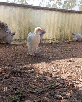 Galline brahma e moroseta