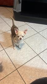 Chihuahua