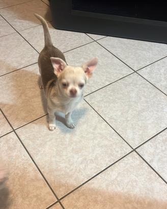 Chihuahua