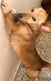  cagnolina 
