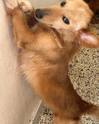  cagnolina 
