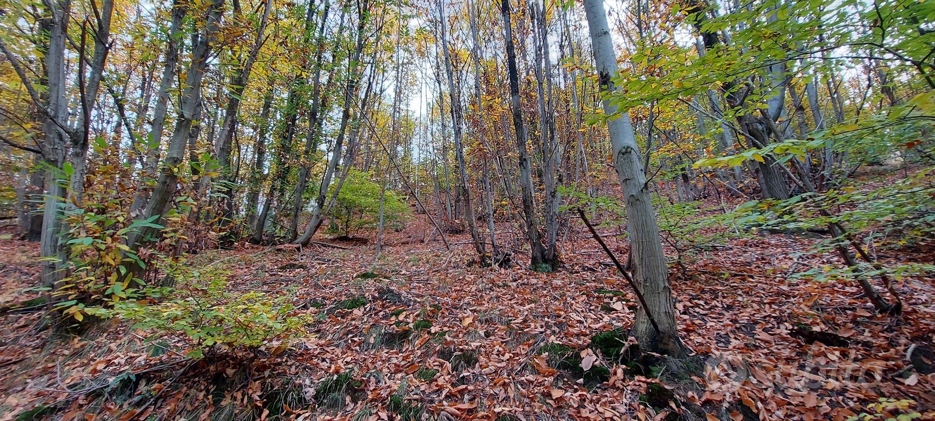 Terreno boschivo - Vista 2