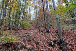 Terreno boschivo 