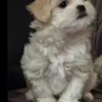 Cucciolo maltese