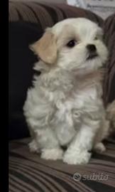 Cucciolo maltese