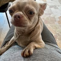 Chihuahua lilac pelo corto adulta