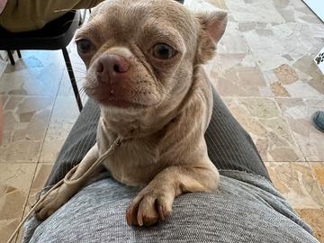 Chihuahua lilac pelo corto adulta