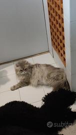 Gatti persiani chinchilla