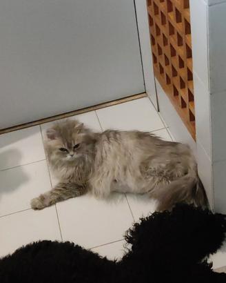 Gatti persiani chinchilla