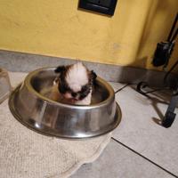 Cuccioli shih tzu