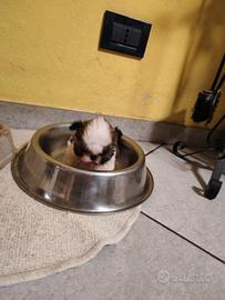Cuccioli shih tzu