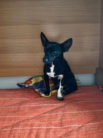 Incrocio pincher