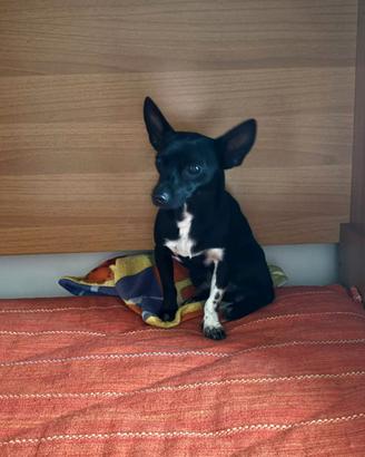 Incrocio pincher