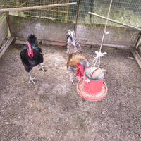Galli Oliver e australorp